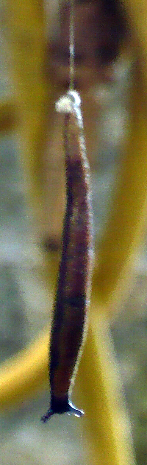 jw 31 11a